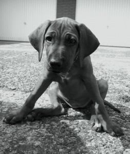 Sienna - Rhodesian Ridgeback